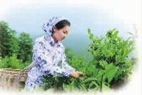 威廉希尔williamhill,油茶莳植生产加工销售,植物油莳植生产加工销售