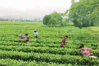 威廉希尔williamhill,油茶莳植生产加工销售,植物油莳植生产加工销售